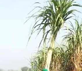 100 Ares Agricultural/Farm Land for Sale in Dataganj, Budaun