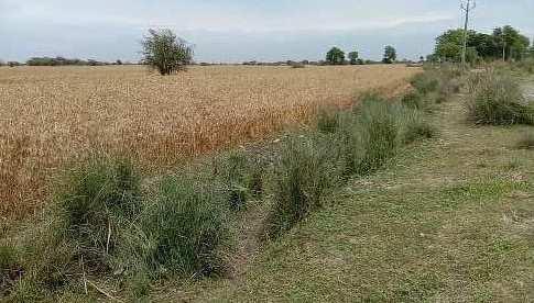 200 Ares Agricultural/Farm Land For Sale In Dataganj, Budaun