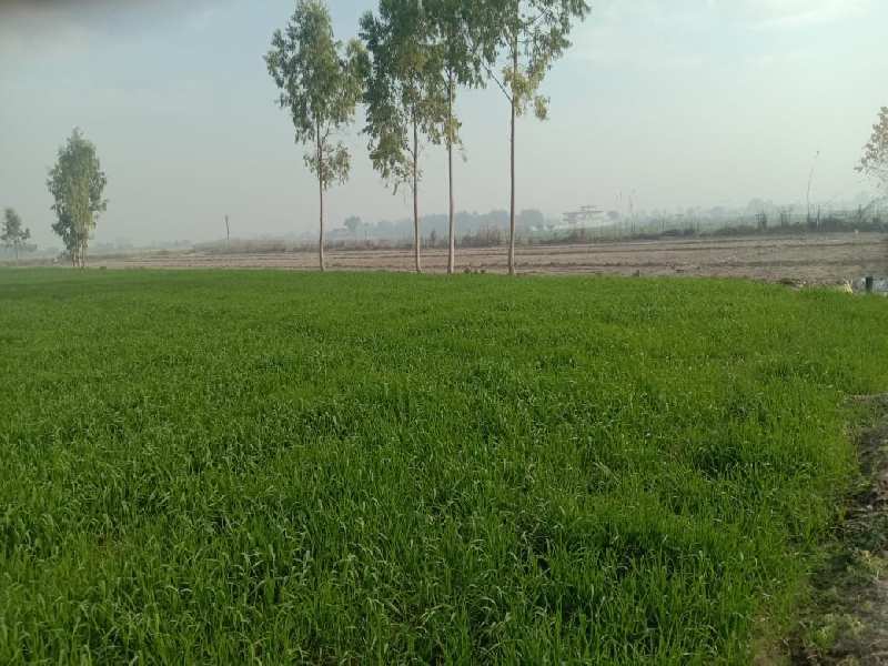 50 Ares Agricultural/Farm Land for Sale in Kaimganj, Fatehgarh