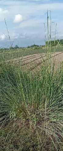 80 Ares Agricultural/Farm Land for Sale in Dataganj, Budaun
