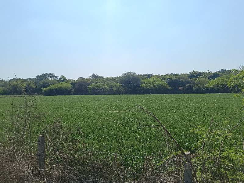 Farm land for sale in badusarai