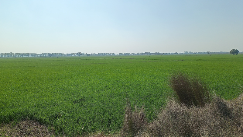 Agriculture land for sale in ahri