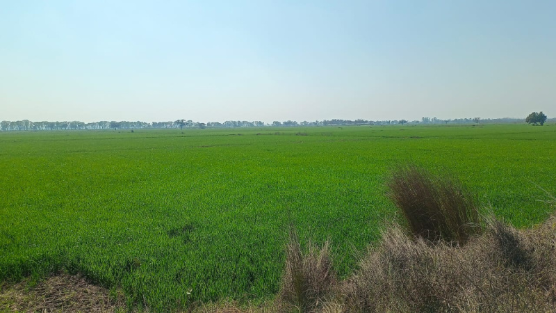 3 Acre Agricultural/Farm Land for Sale in D Block Kapas Hera Estate, Kapashera, Delhi