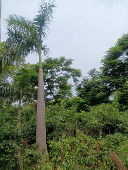 FARM LAND FOR SALE IN PUSHPANJALI FARMS
