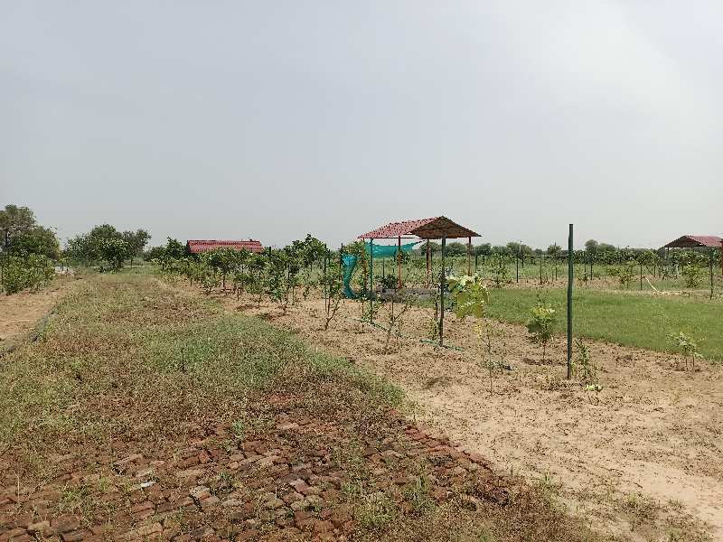 3 Acre Agricultural/Farm Land for Sale in Silani Gate, Jhajjar