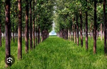 10 Acre Agricultural/Farm Land for Sale in Model Town, Yamunanagar