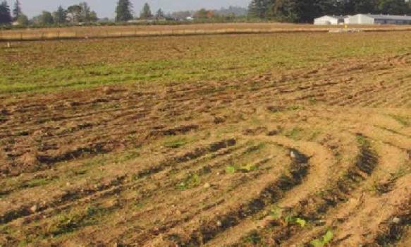 1045440 Sq.ft. Agricultural/Farm Land for Sale in Mustafabad, Yamunanagar