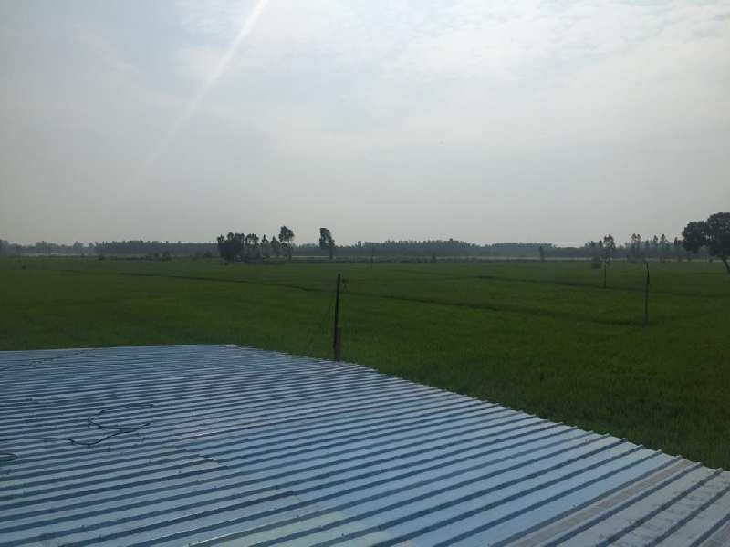 51 Acre Agricultural/Farm Land For Sale In Naraingarh, Ambala (35 Acre)