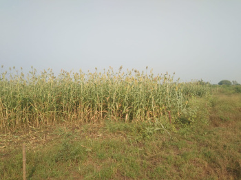 11432 Sq. Meter Agricultural/Farm Land for Sale in Sahakar Nagar 1, Vadodara