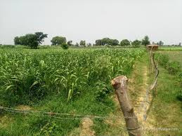 60 Bigha Agricultural/Farm Land for Sale in Yamuna Expressway, Mathura (5 Bigha)