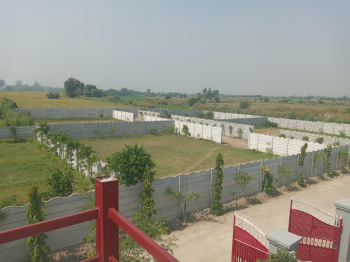 Farm land for sale AGF Farm  Solora haryana 1008 sqyds 2.20 cr