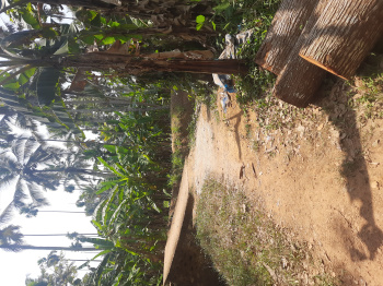 Coconut Farm Land at Vilapilsala, Trivandrum