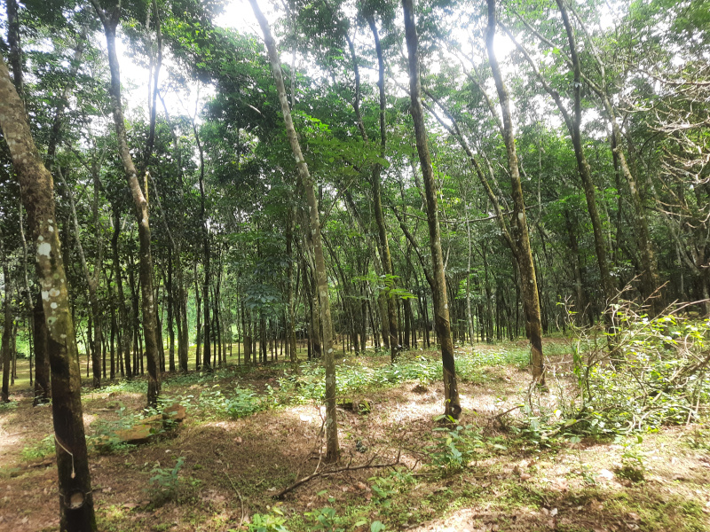 Rubber Plantation at Vithura Nedumangadu