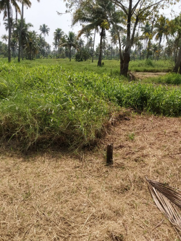 Agricultural/Farm Land for Sale in Kumarakom, Kottayam (8 Acre)