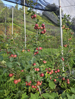 Property for sale in Mukteshwar, Nainital