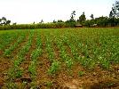 1600 Sq. Yards Farm Land for Sale in Haryana