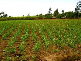 1600 Sq. Yards Farm Land for Sale in Haryana