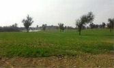 Agricultural Farm Land for Sale At Gt Karnal Road