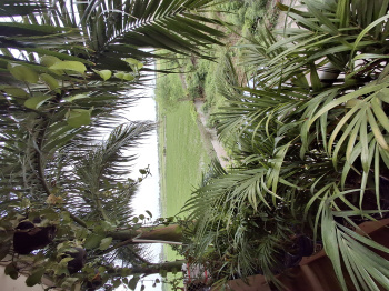 Residential Plot for Sale in Dumas Road, Surat (3200 Sq. Yards)