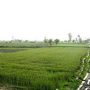 Agricultural land for sale at Alwar