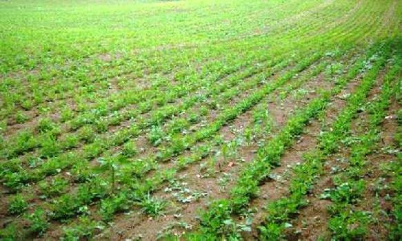 Agricultural land for sale at Sohna Road