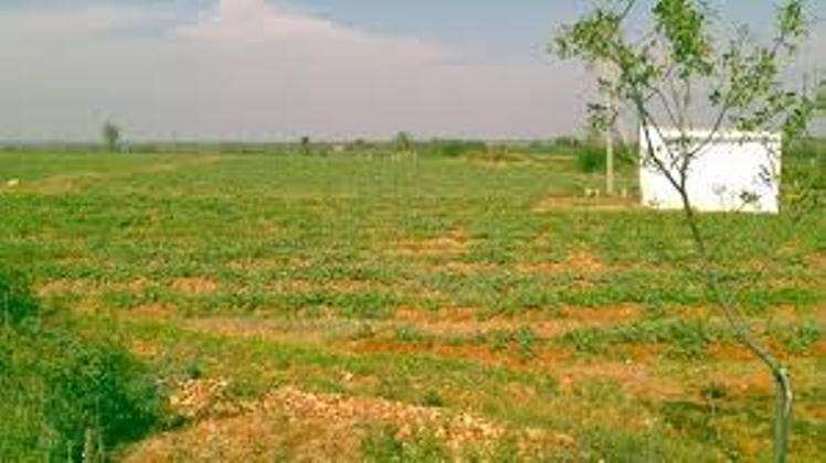 Agriculture land for sale at Bawal