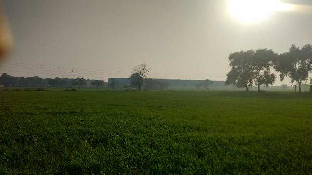 Agriculture land for sale in Bhatinda