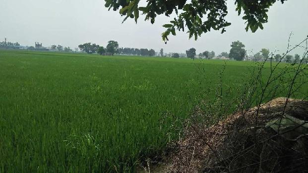 15 Acre Agricultural/Farm Land for Sale in Phillaur, Jalandhar