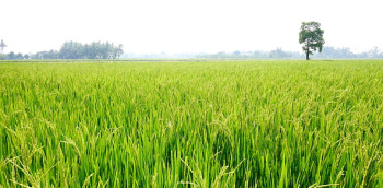 50 Acre Agricultural/Farm Land for Sale in Guru Hargovind Nagar, Phagwara