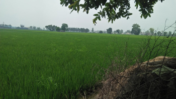 17 Acre Agricultural/Farm Land for Sale in GT Road, Phagwara