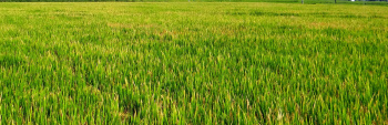 15 Acre Agricultural/Farm Land for Sale in S.B.S. Nagar, Nawanshahr