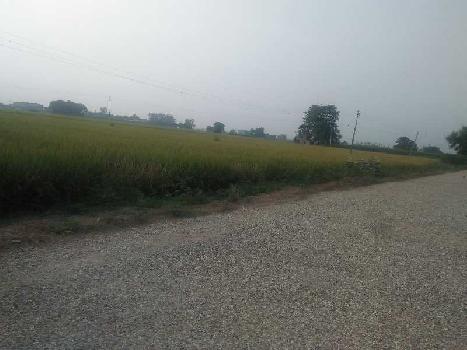 Agricultural/Farm Land for Sale in Banga, Shahid Bhagat Singh Nagar (25 Acre)