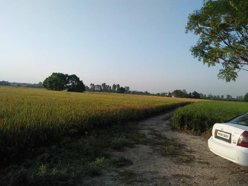 Agricultural/Farm Land for Sale in Banga, Shahid Bhagat Singh Nagar (38 Acre)