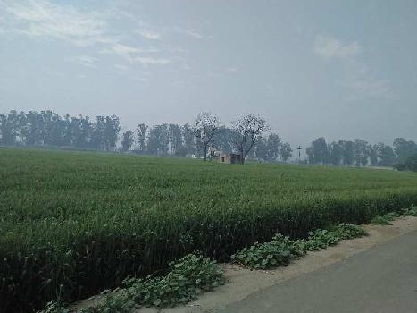 32 Acre Agricultural/Farm Land for Sale in Banga, Shahid Bhagat Singh Nagar