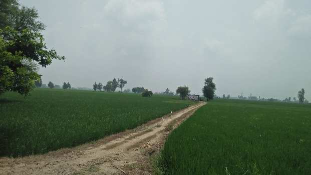 10 Acre Agricultural/Farm Land for Sale in Banga, Shahid Bhagat Singh Nagar