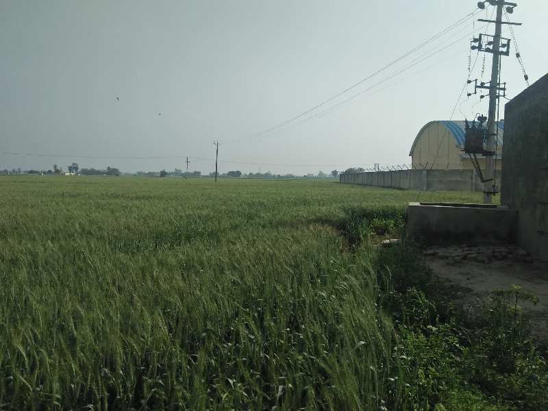 18 Acre Agricultural/Farm Land for Sale in Nawanshahr