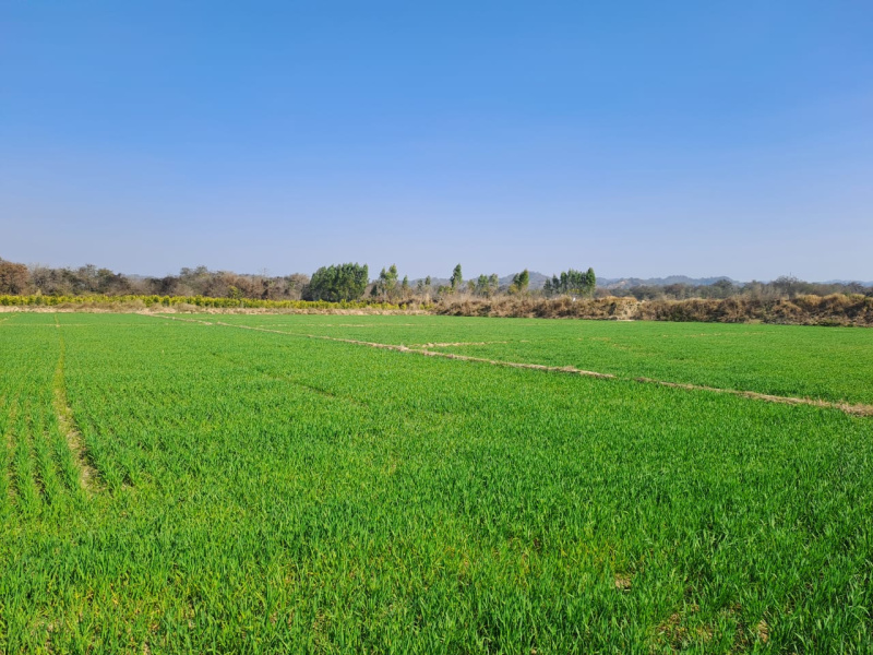 90000 Sq.ft. Agricultural/Farm Land For Sale In Dholera, Ahmedabad (9680 Sq. Yards)