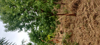 2 Acre Agricultural/Farm Land For Sale In Cumbum, Theni