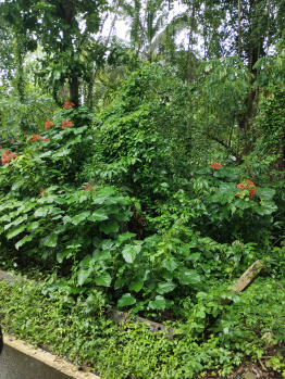 660m2 Plot for Sale in Dicarpali Rawanfond Margao Goa
