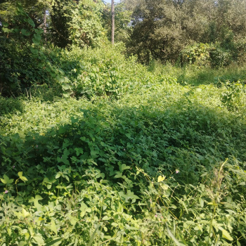 330 m2 Plot for Sale in Dicarpali, Rawanfond, Margao