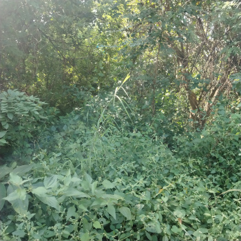 550m2 Commercial viable Plot for Sale in Nuvem South Goa