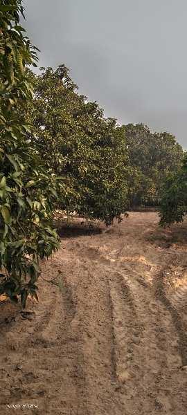 27 Bigha Agricultural/Farm Land for Sale in Hasanpur, Amroha