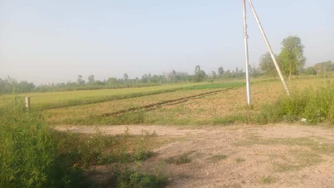 90 Bigha Agricultural/Farm Land for Sale in Gajraula, Amroha