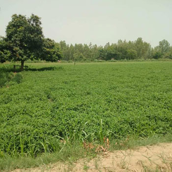 400 Bigha Agricultural/Farm Land for Sale in Mirganj, Bareilly