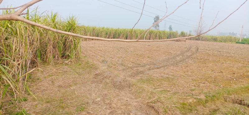 40 Bigha Agricultural/Farm Land for Sale in Gawan, Sambhal