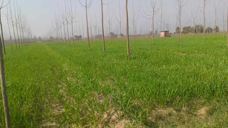 125 Bigha Agricultural/Farm Land for Sale in Rampur Road, Moradabad