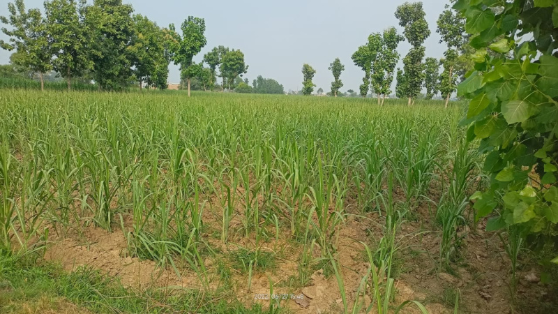 5 Bigha Agricultural/Farm Land for Sale in Kanth Road, Moradabad