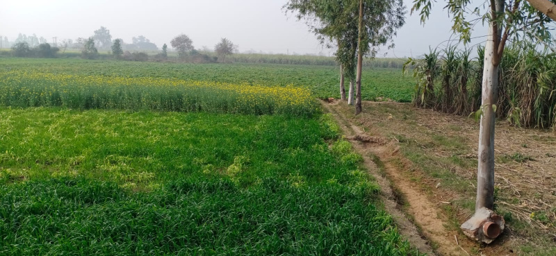 40 Bigha Agricultural/Farm Land for Sale in Gunnaur, Sambhal