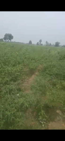 82 Acre Agricultural/Farm Land for Sale in Mirganj, Bareilly