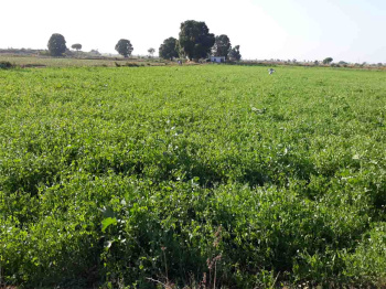 Agricultural/Farm Land for Sale in Shahabad, Rampur (225 Bigha)